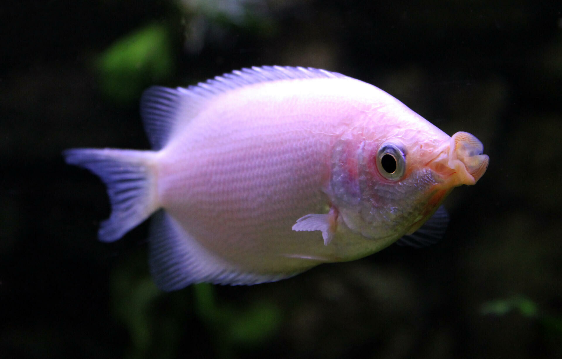 Imagem do Peixe Beijador